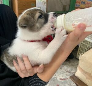 子犬