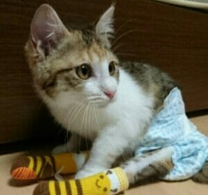 いきるちゃん里親②